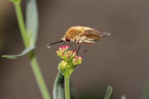 Réf. 240 721 : Systoechus sp.